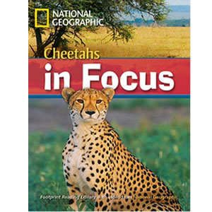 Cheetahs In Focus
